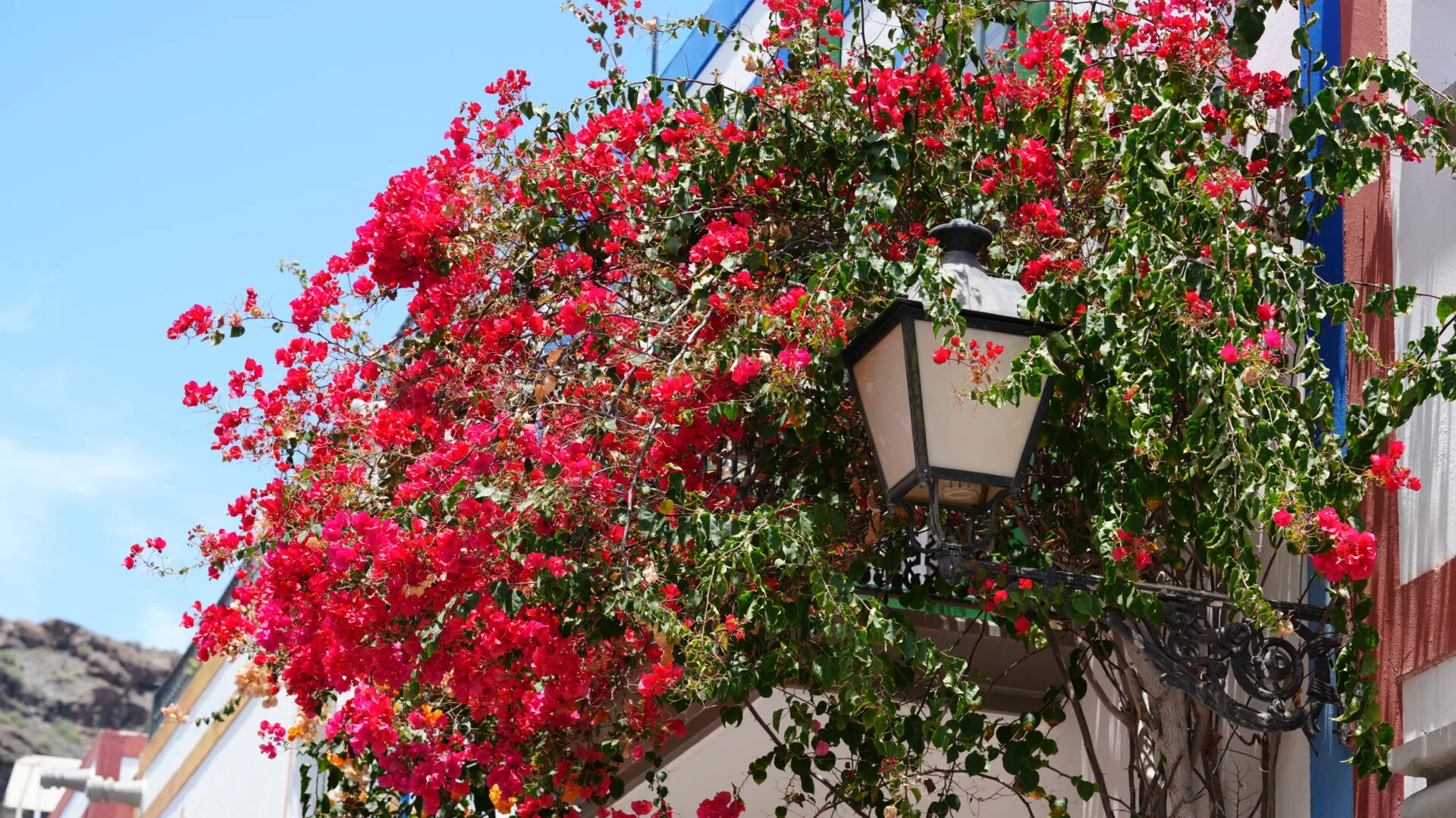 Bougainvillea vintage lamppost Puerto de Mogán Gran Canaria old town